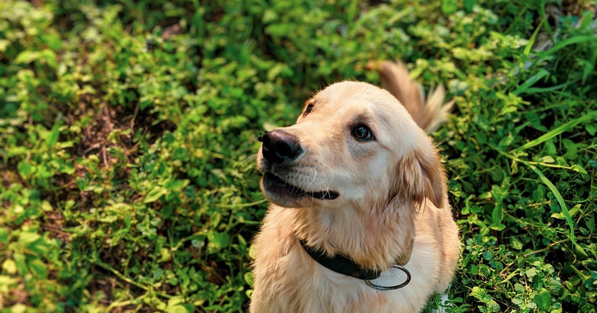 Imagen para el artículo: Si tienes perros o gatos, nunca pongas estas 3 plantas en tu casa: pueden ser peligrosas para su salud