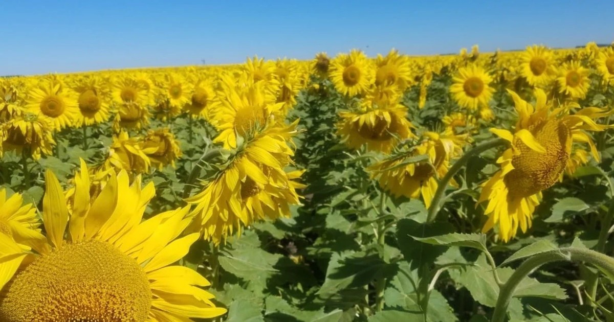 Imagen para el artículo: El girasol gana el partido de las oleaginosas: la molienda es la más alta en 25 años, mientras que la de soja “está dejando gusto a poco”