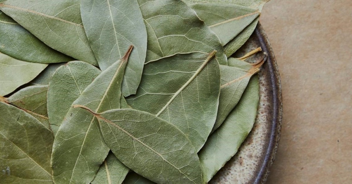 Imagen para el artículo: Colocar una hoja de laurel en la mesa de luz: por qué lo recomiendan para descansar mejor