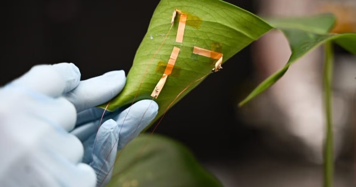 Imagen para el artículo: Los investigadores no dan crédito: crean un aparato con grafeno que mide en tiempo real si una planta necesita agua