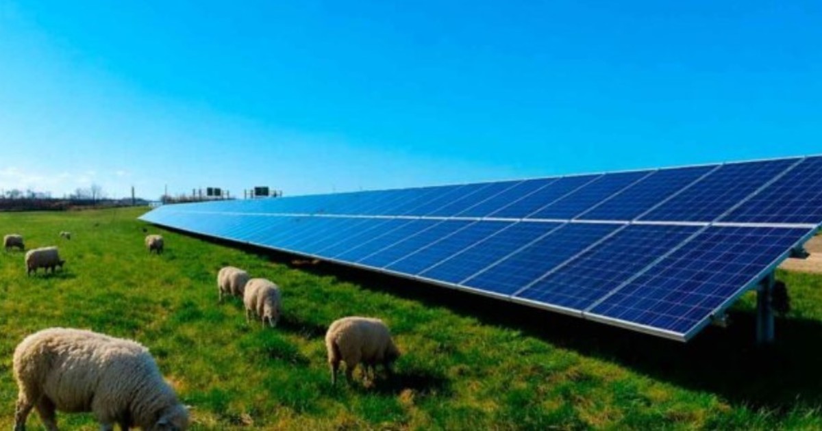 Imagen para el artículo: Llevaron 40 ovejas a pastar cerca de una planta solar y algo comenzó a cambiar en la forma en que se produce la energía: el lugar se convirtió en un santuario para bacterias del suelo, hongos y una gran variedad de polinizadores