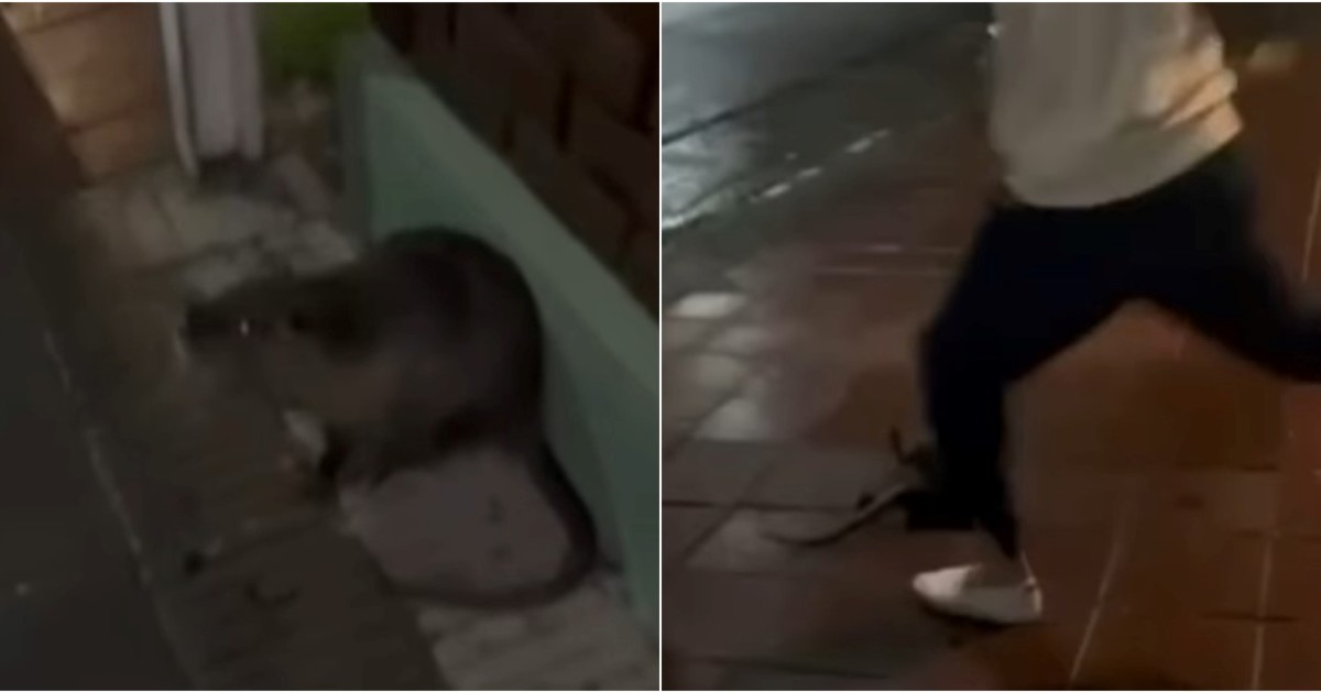 Imagen para el artículo: Los jóvenes que mataron a un coipo en Bahía Blanca y lo filmaron dicen que recibieron amenazas