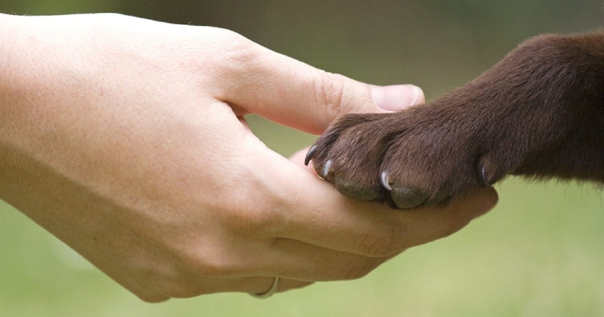 Imagen para el artículo: Muchos dueños lo desconocen: la Ley de Bienestar Animal prohíbe tener perros y gatos viviendo en terrazas o balcones en España