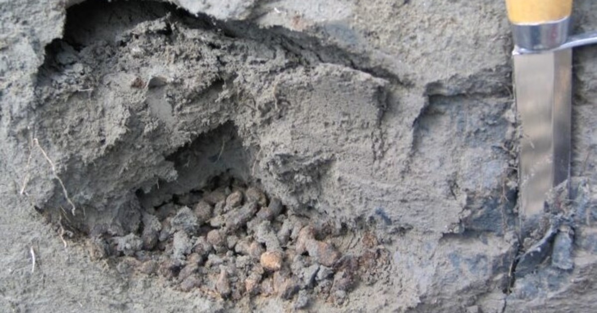 Imagen para el artículo: Los excrementos de ardillas prehistóricas ayudan a reconstruir la historia del Ártico