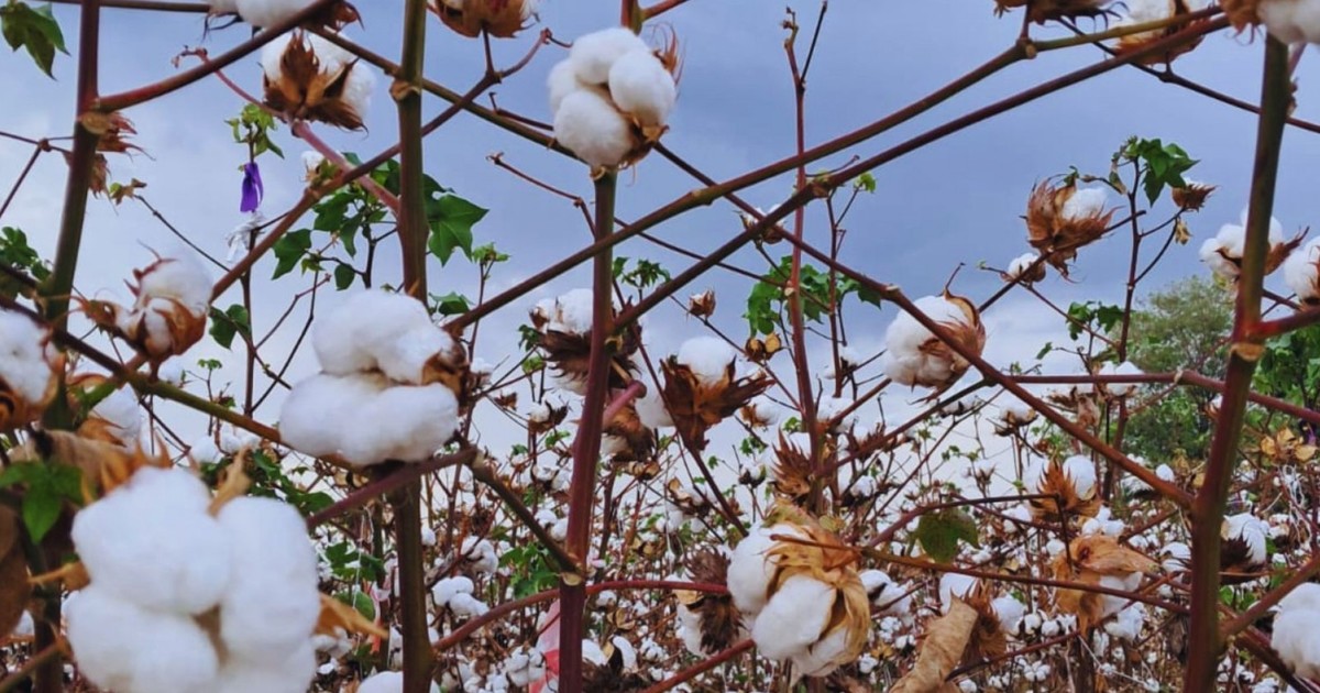 Imagen para el artículo: Es argentino: crean el primer algodón resistente a un herbicida que rinde un 13 por ciento más que el promedio