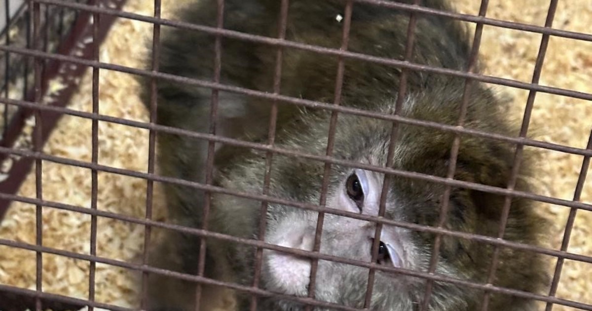 Imagen para el artículo: Seis macacos todavía siguen viviendo en el subsuelo del CEMIC: por qué resulta tan difícil trasladarlos