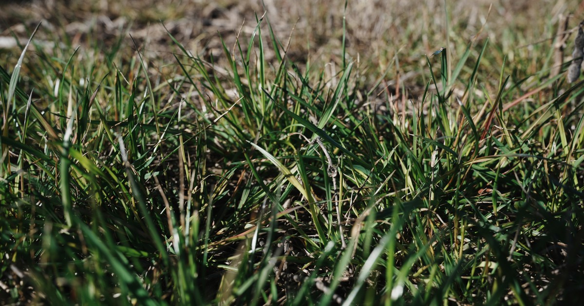 Imagen para el artículo: Se mostró a campo los resultados contra el raigrás resistente de un herbicida recientemente lanzado que tiene un nuevo modo de acción