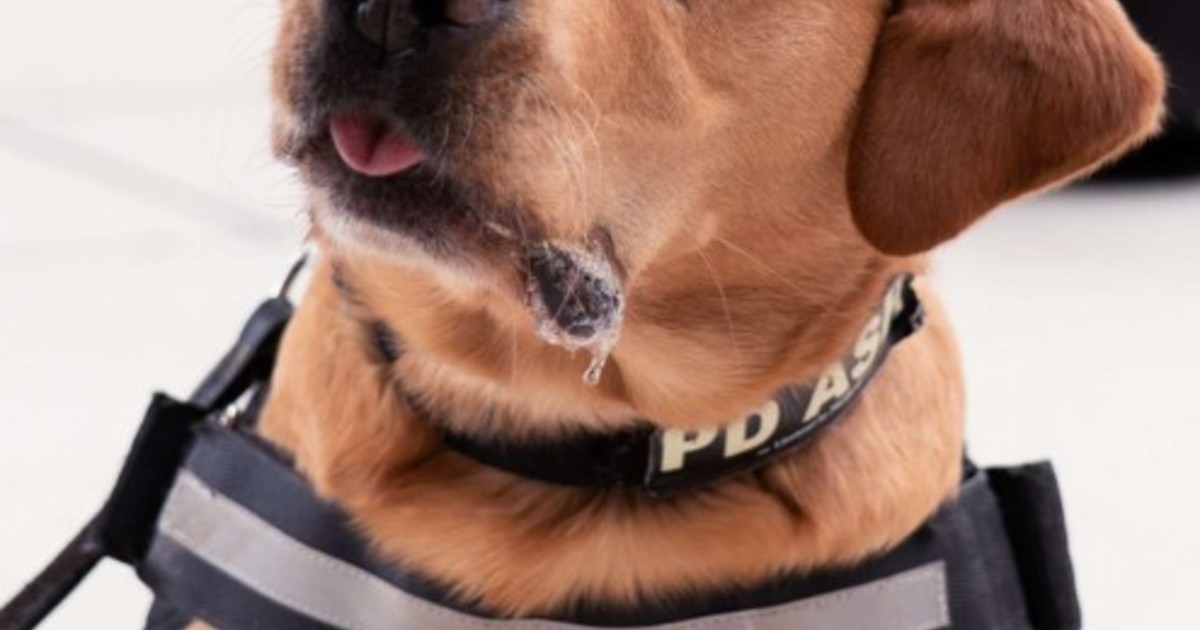 Imagen para el artículo: Un perro policía ayudó a desbaratar una red de narcotráfico y proteger a cuatro adolescentes