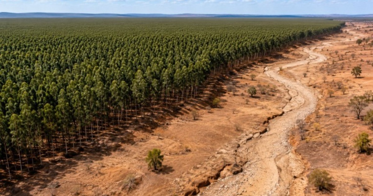 Imagen para el artículo: Plantaron miles de eucaliptos para producir celulosa, pero el monocultivo se convirtió en un desierto verde: lo que presentó como reforestación, se transformó en un sinónimo de tierra estéril, con ríos y manantiales secos y con familias obligadas a abandonar las regiones