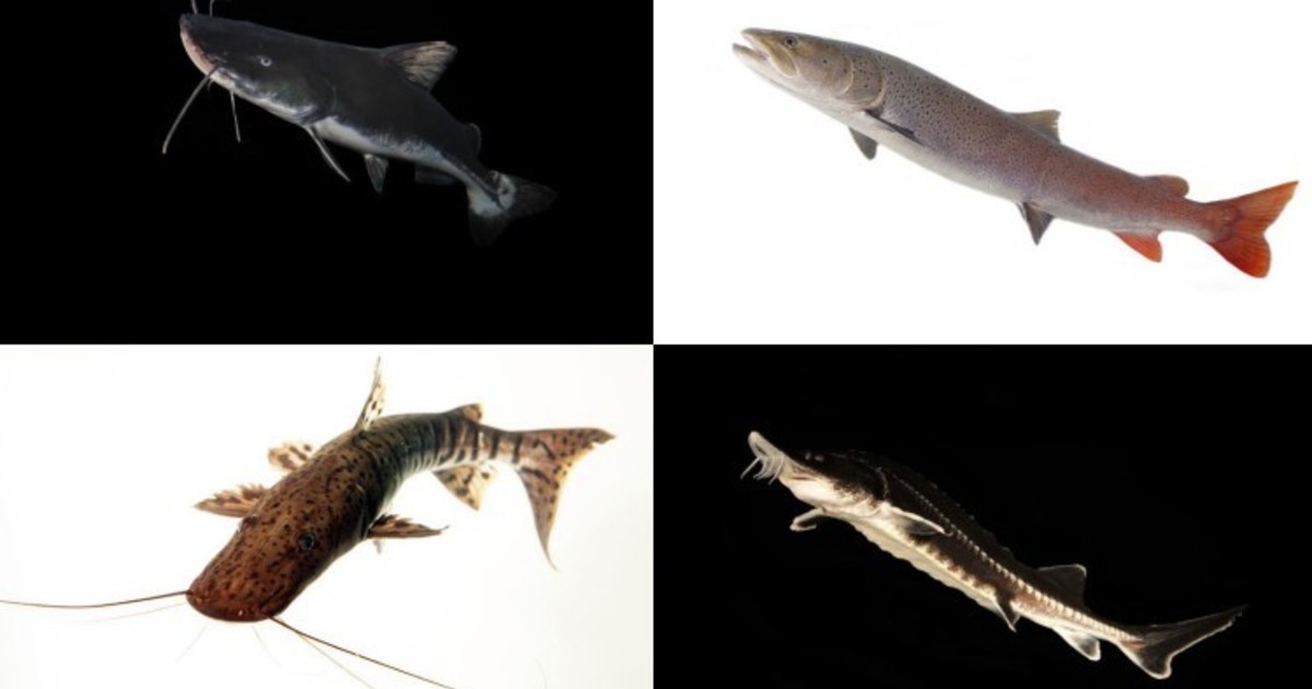 Imagen para el artículo: Los científicos coinciden: la cantidad de peces de agua dulce está disminuyendo a un ritmo alarmante