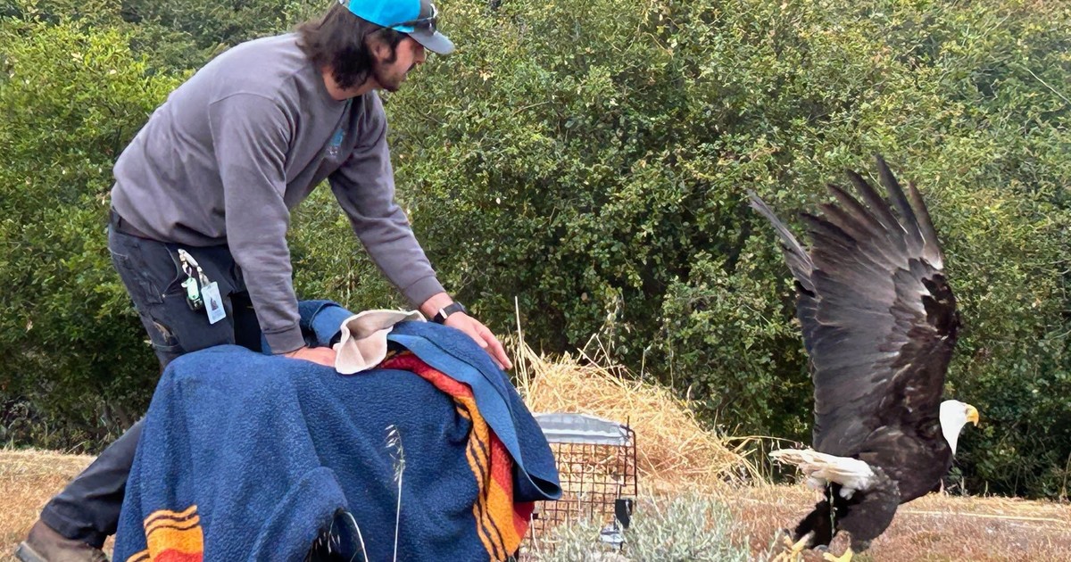 Imagen para el artículo: Un águila desplegó sus alas y regresó a su hábitat seis meses después de haber sufrido una descarga eléctrica y una fractura: "Tras más de 25 semanas, vuelve a volar en libertad"
