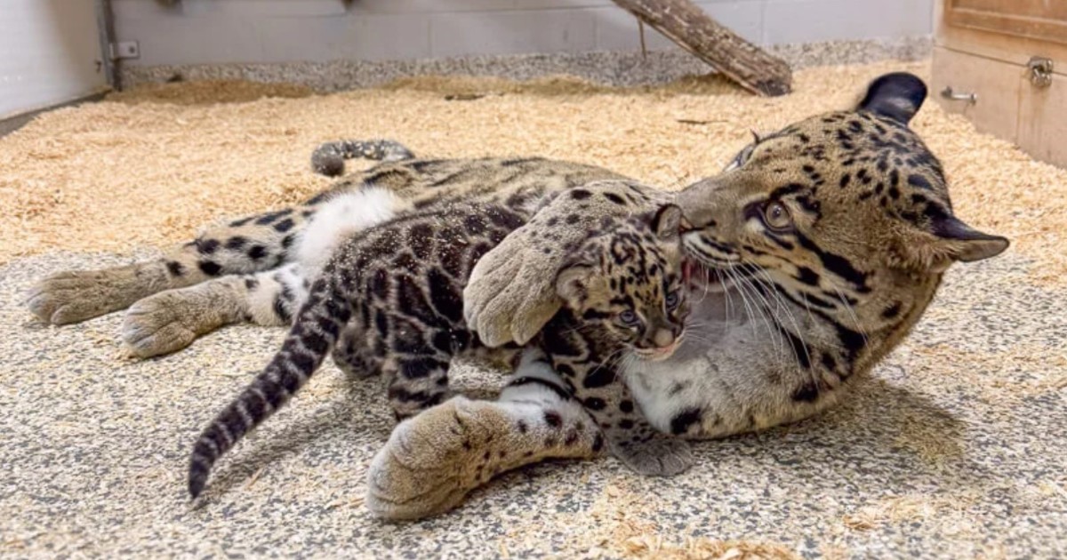 Imagen para el artículo: Un zoológico celebró el nacimiento de un leopardo nebuloso, un felino en peligro de extinción, mediante un innovador método de crianza