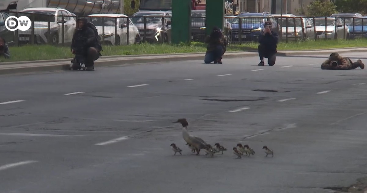 Imagen para el artículo: Video: patitos recién nacidos detienen el tráfico al cruzar la carretera junto a su madre